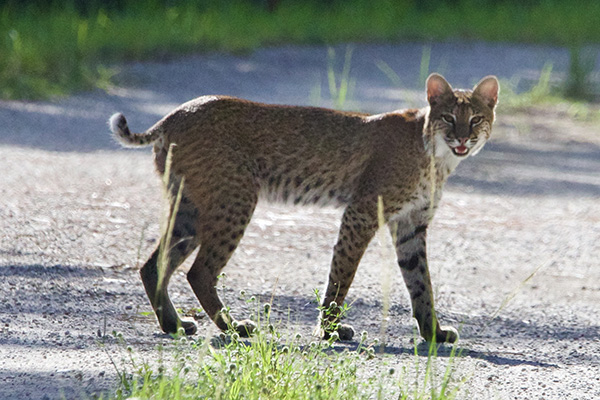 Bobcat - a