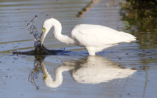 Ibis - a