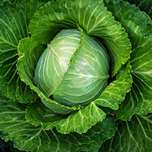 Close up photo of a large green cabbage