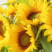 Photo of a bright yellow sunflower bouquet.