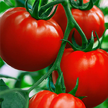 Glossy, bright red tomatoes on the vine surrounded by fresh green leaves.