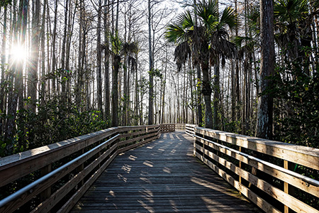 Boardwalk