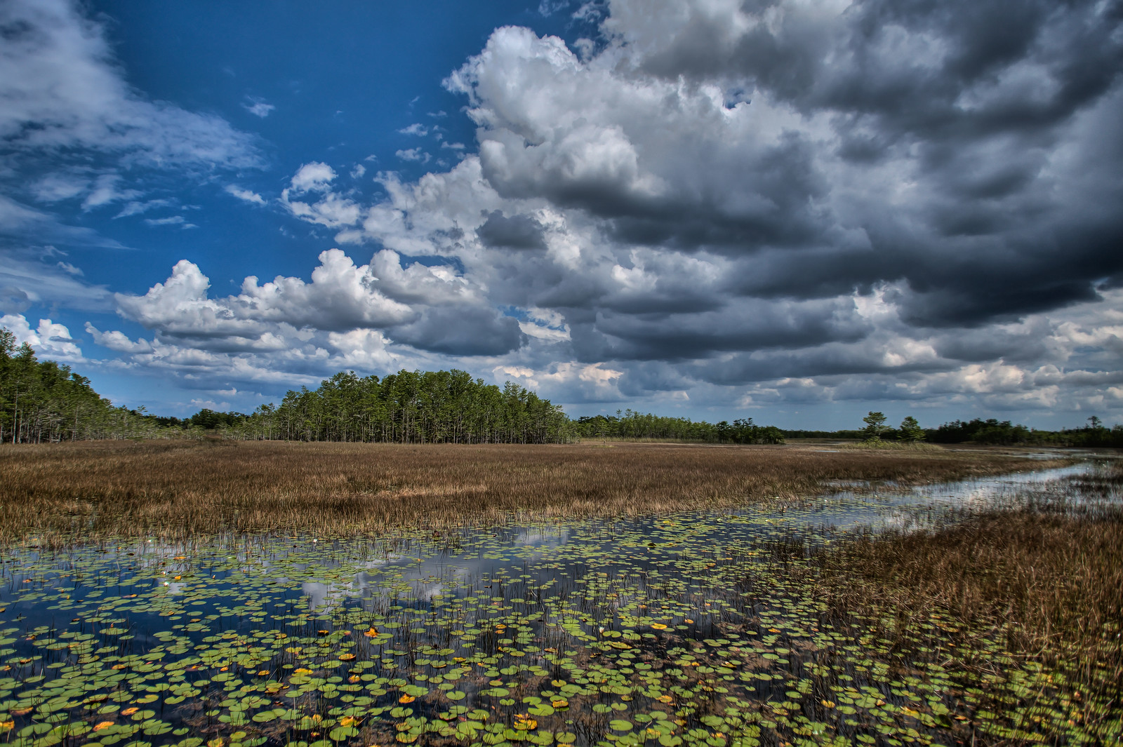 Grassy Waters