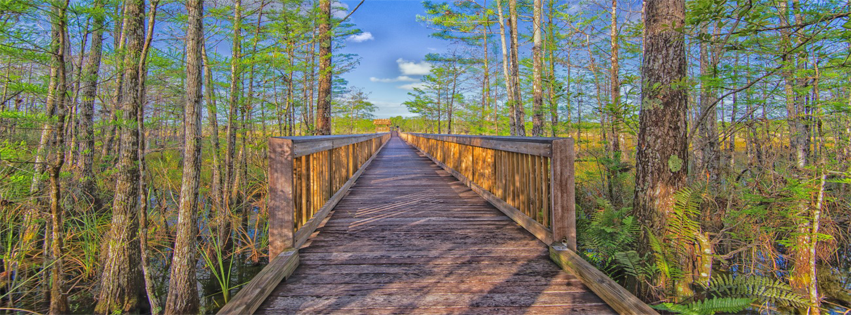 Tree-lined wood boardwalk