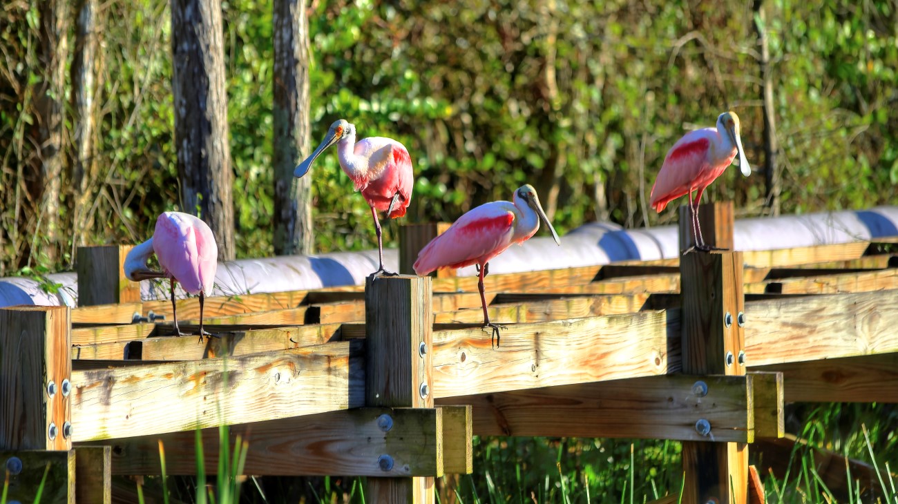 Roseatte Spoonbill birds sitting on a boardwalk at Grassy Waters