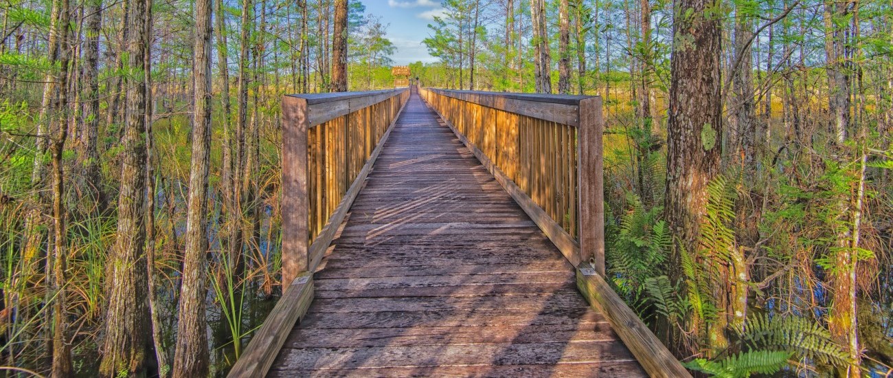 boardwalk trail through cypress trees