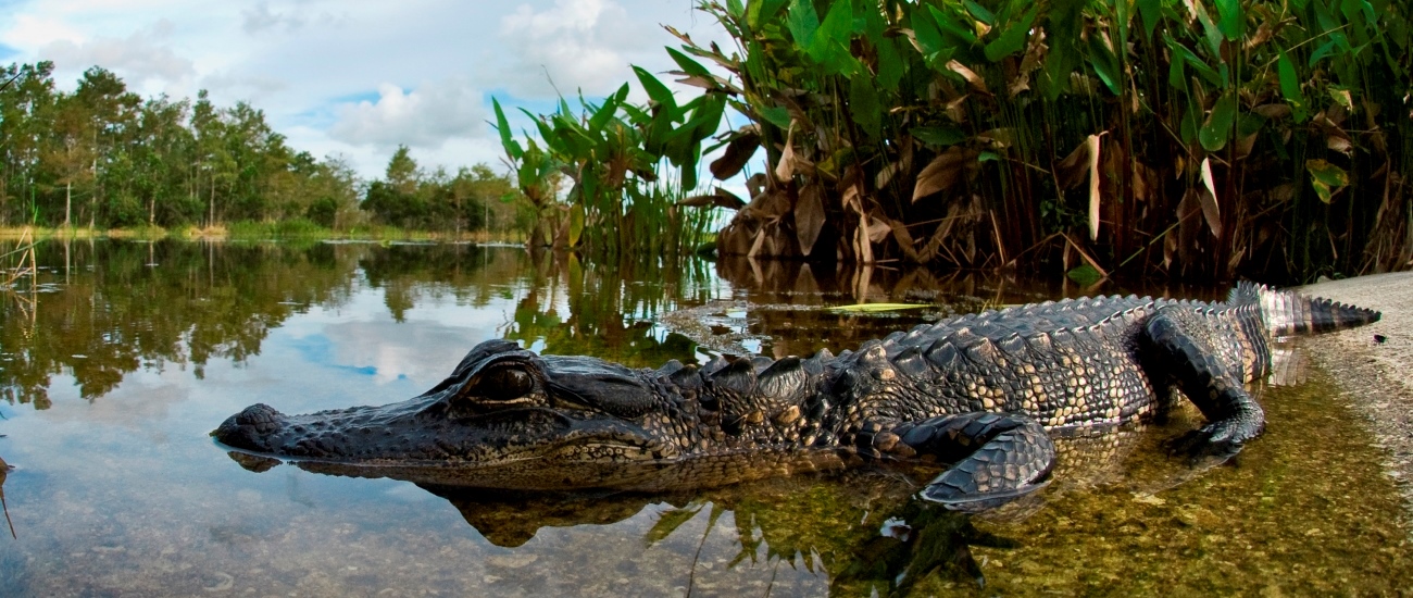 juvenile alligator resting on the bank