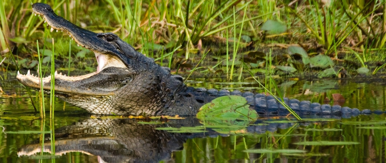 large alligator with head extended out of water and mouth open