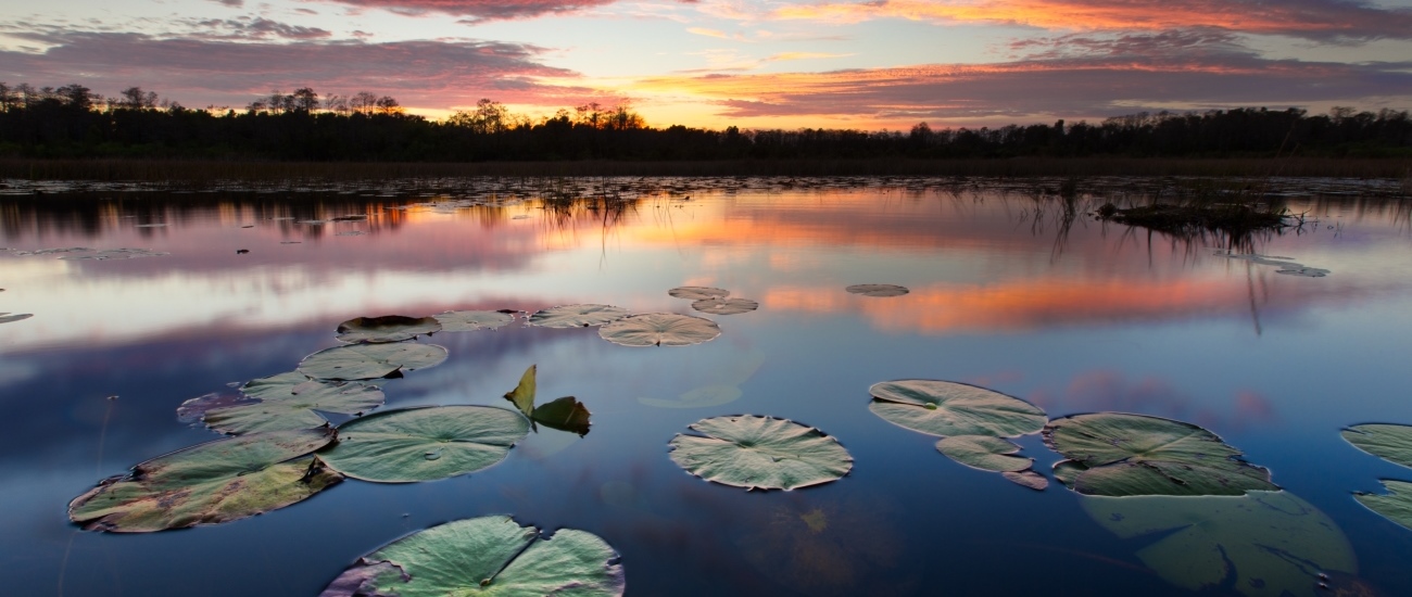 lily pads and cypress trees at sunset