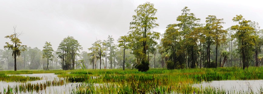 wetland with pond cypress trees and spike rush