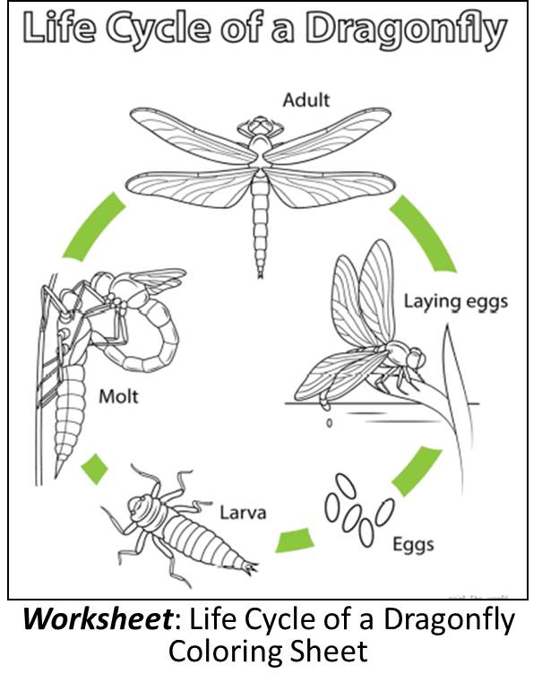 Dragonfly Lifecyle Coloring Page worksheet image