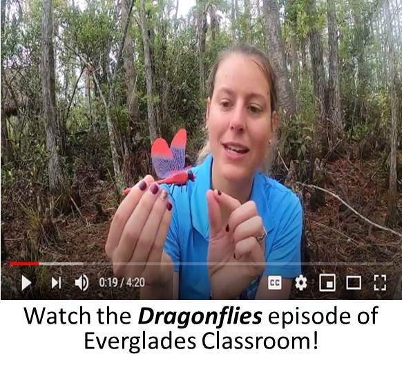 Dragonflies video thumbnail