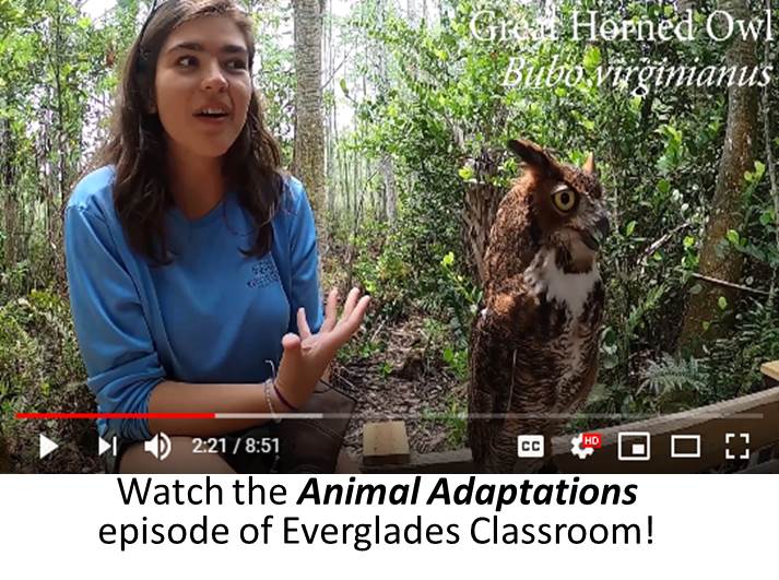 thumbnail image of animal adaptations video for middle and high school students