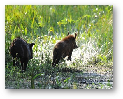 Photo of two wild boars running free in Grassy Waters Preserve