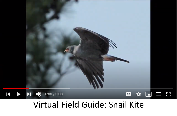 snail kite video thumbnail