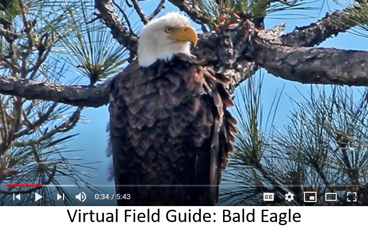 eagle video thumbnail