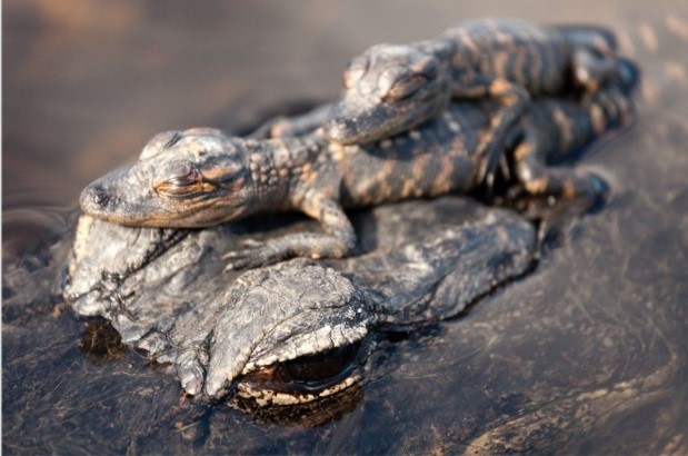 Photo of small alligators sitting on adult's snout