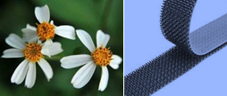 A flower in comparison to velcro tape