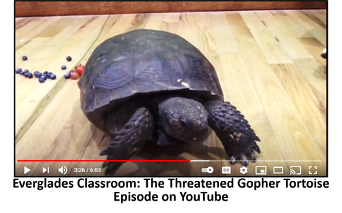 Gopher Tortoise Video Everglades Classroom