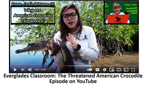 Crocodile everglades classroom video thumbnail