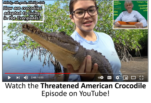 Everglades Classroom 3rd-5th crocodile video thumbnail