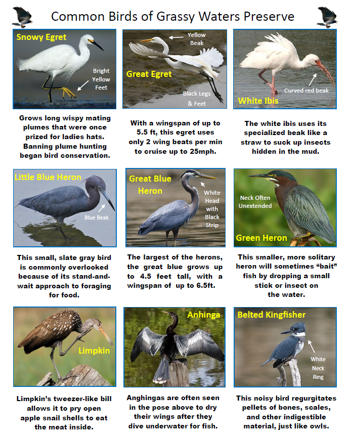 Thumbnail image link to common birds ID sheet PDF