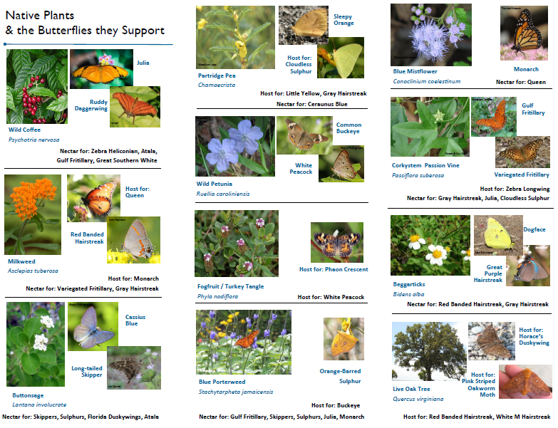 thumbnail image link to butterfly garden guide PDF