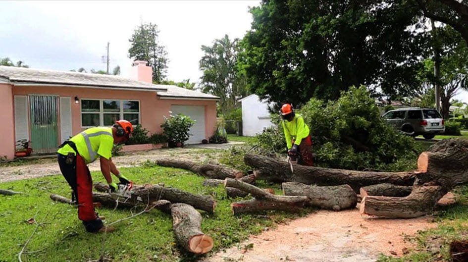 City Workers removing a fallen tree from a residential yard.