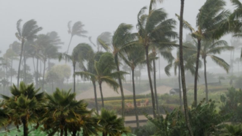 A view of palms being battered by storm conditions