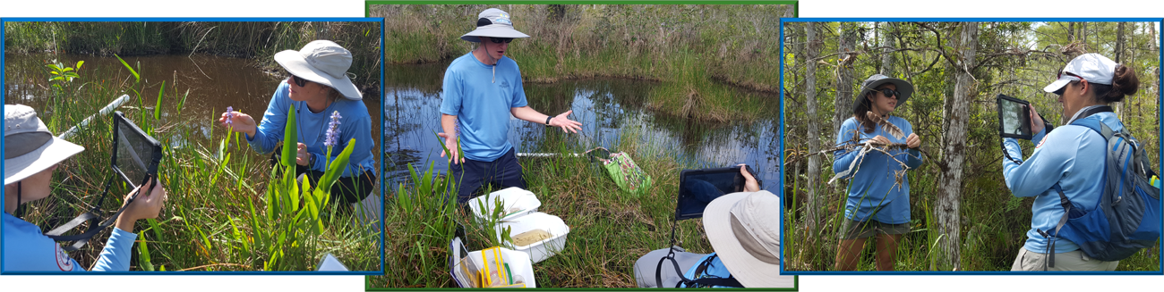 three photographs of staff members live streaming while standing in the marsh and swamp 