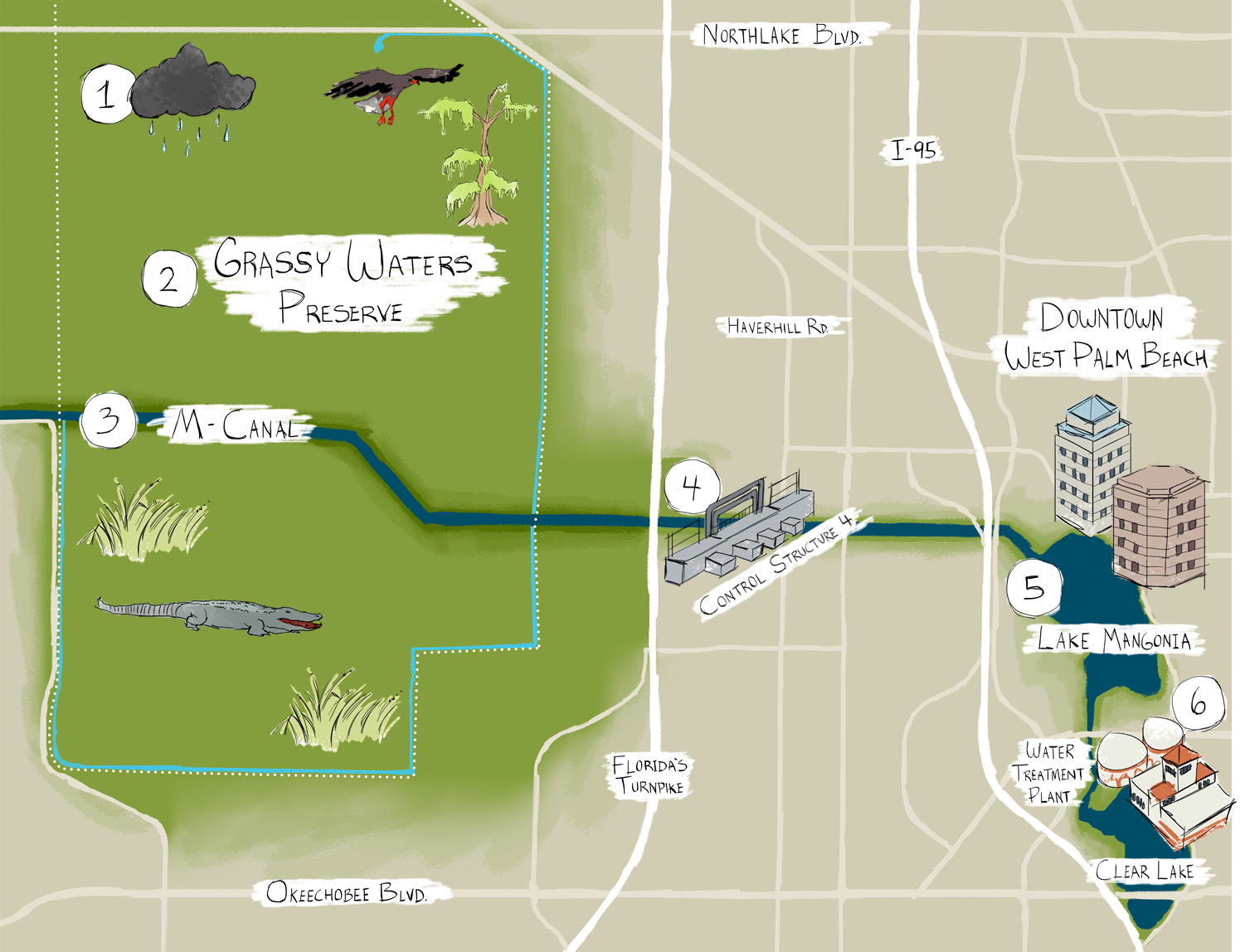 A simple map drawing showing how rain falls and is collected into Grassy Waters Preserve where it reaches the M-canal and is carried to Control Structure 4 and then to Lake Mangonia and the water treatment plant.