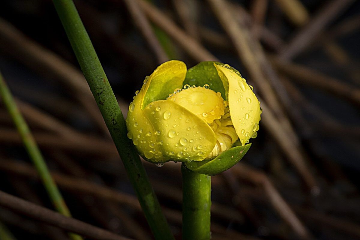 Edward Munoz Photo of single yellow flower