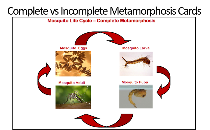 thumbnail image of life cycle cards with image of mosquito life cycle