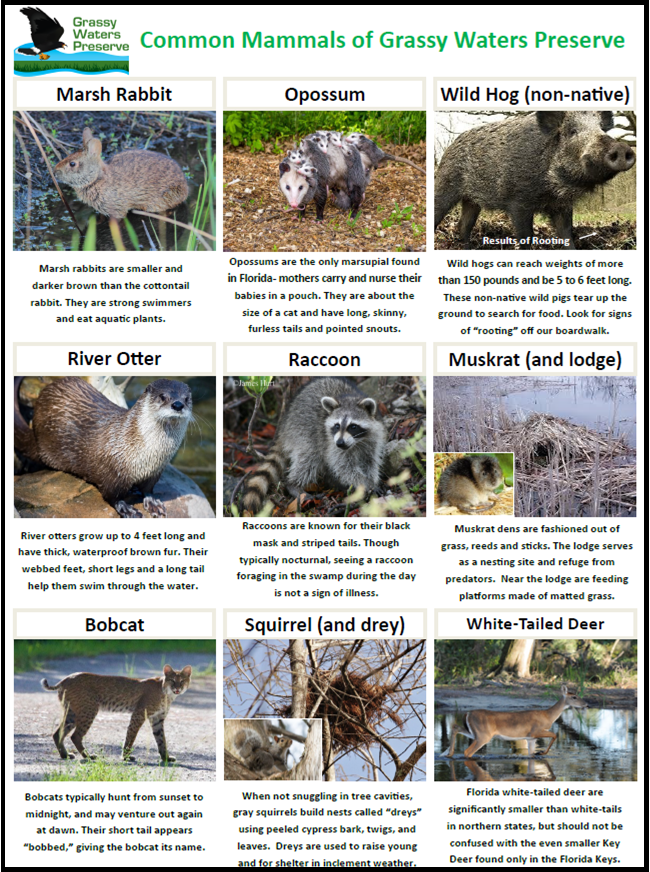 thumbnail image of common mammals of grassy waters document