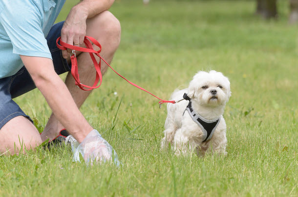 dog owner cleaning up after dog