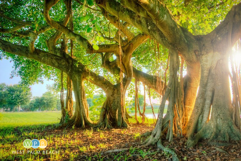 Banyan Tree - Dreher Park