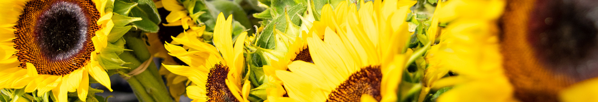 West Palm Beach GreenMarket Flowers