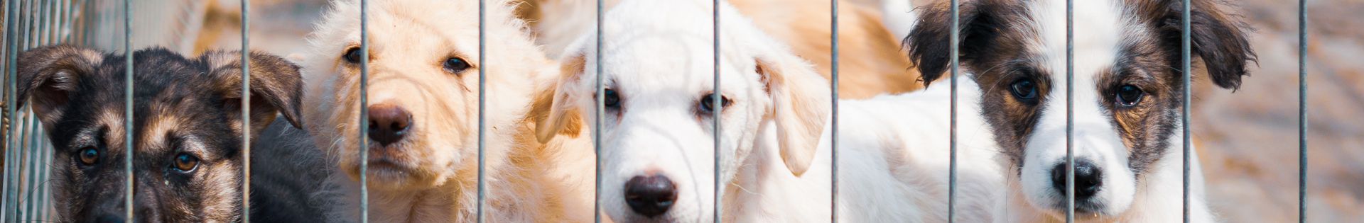 Pet shelter