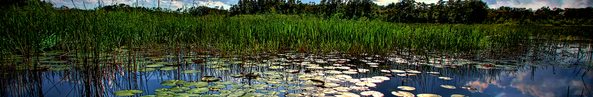 Grassy-Waters-Preserve