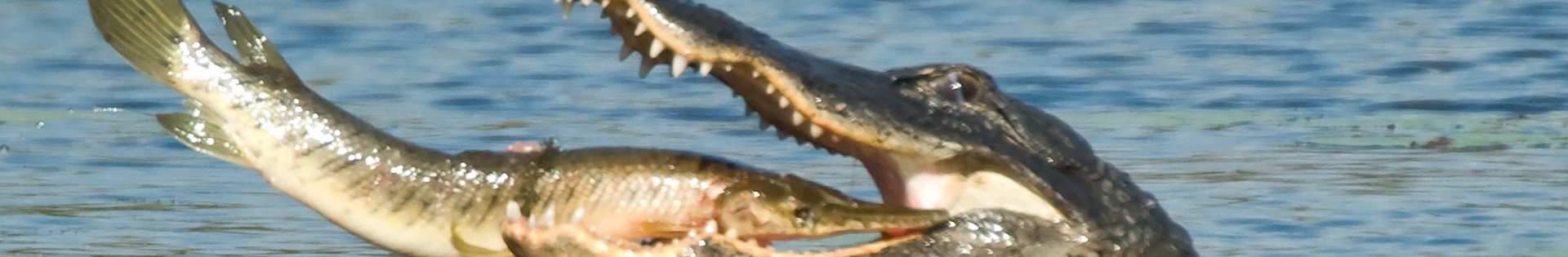 Alligator eating Gar-Rich Watson