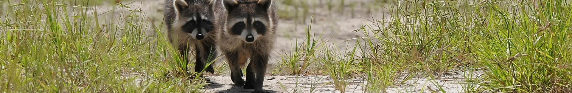 Raccoons Juveniles