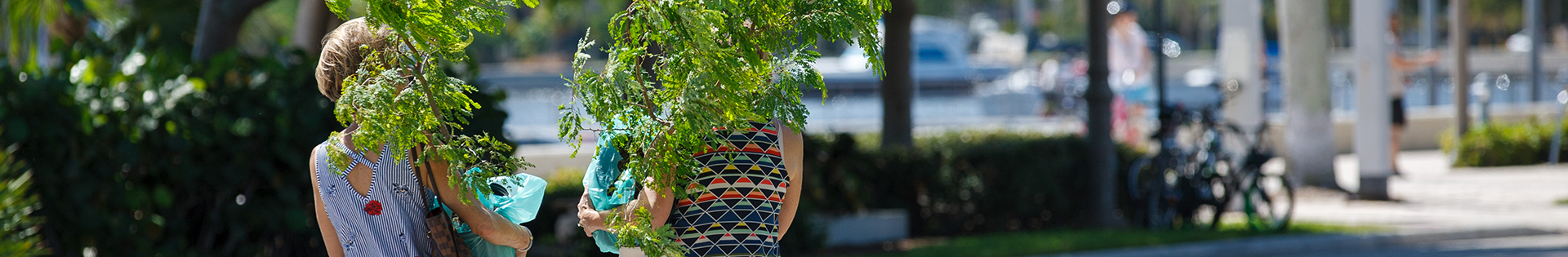 tree giveaway