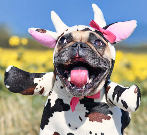 Image of a dog in a cow costume.